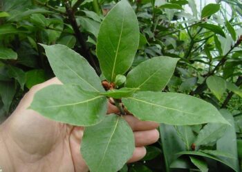 Coronavirus: un antico rimedio che viene dal passato, avviata sperimentazione   all’Università di Catanzaro