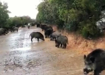 CIA Calabria: Subito ordinanza regionale per controllo e contenimento dei cinghiali, Gallo intervenga