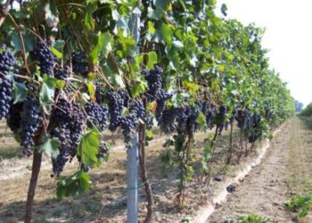 Emergenza Coronavirus: incontro tra Regione e produttori del comparto vitivinicolo