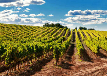 ISMEA rilancia la cambiale agraria e della pesca, 30 milioni di euro per credito immediato e a tasso zero