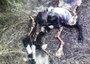 Cirò: Branco di lupi assale e sbrana cinque vitellini e una capra