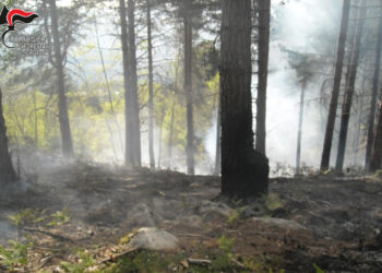 Brucia residui vegetali e provoca un incendio boschivo, individuato il presunto responsabile