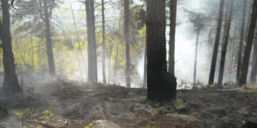 Brucia residui vegetali e provoca un incendio boschivo, individuato il presunto responsabile