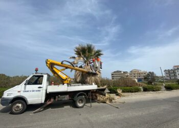 Cirò Marina: proseguono gli interventi di pulizia e potatura del verde sul lungomare cittadino