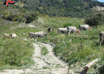 Crucoli: Sbarrano strade comunali per agevolare il pascolo, denunciate 3 persone