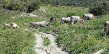 Crucoli: Sbarrano strade comunali per agevolare il pascolo, denunciate 3 persone