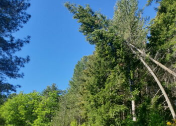 Due abeti sradicati pronti a cadere sulla strada, intervento di Polizia Provinciale e Vigili del Fuoco