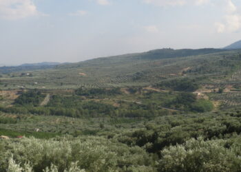 La rete dell’Area Dop dell’Olio di oliva dell’Alto Crotonese si allarga