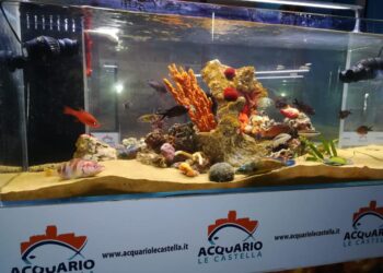 L’acquario di Le Castella rischia la chiusura