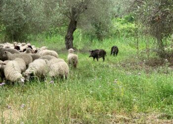 Piano di Selezione cinghiali, la Regione comunica elenco Selettori