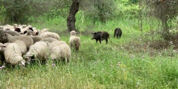 Piano di Selezione cinghiali, la Regione comunica elenco Selettori