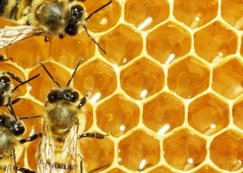 Oggi 20 maggio è la Giornata Mondiale delle api, istituita dall’Onu nel 2018