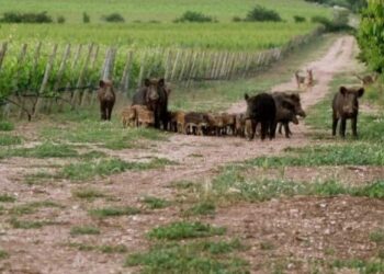 Nei campi agricoli più cinghiali che lavoratori, Sos raccolti e pericolo per i cittadini