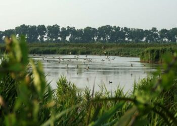 Oggi, domenica 24 maggio torna la Giornata delle Oasi: la festa WWF dedicata alla Natura d’Italia con un tour in diretta social