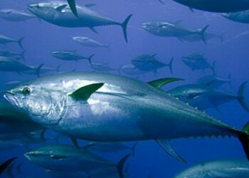 Pesca del Tonno rosso, Assessore Gallo: “rivedere i criteri per salvaguardare le marinerie locali”