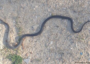 Ancora un rettile salvato in Sila, rinvenuto in un appartamento