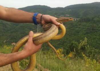 Serpente di due metri nel pollaio, salvato nelle campagne di San Giovanni in Fiore