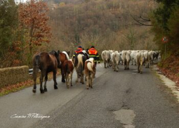 Calabria Terra di Transumanza