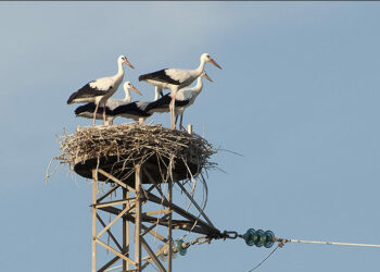 Lieto evento sulle rive del fiume Neto: negli ultimi giorni sono nati 4 piccoli dell’ormai rara “Cicogna bianca”