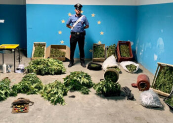 Crotone e Isola di Capo Rizzuto: Sorpresi a raccogliere piante di canapa, tre arresti e una denuncia