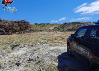 Cutro: Impresa sconfina e abbatte un eucalipteto comunale