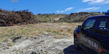 Cutro: Impresa sconfina e abbatte un eucalipteto comunale