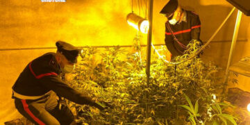 Cutro: rinvenuta serra utilizzata per coltivazione e confezionamento marijuana, un arresto