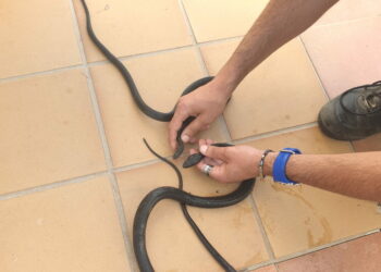 Due serpenti neri nel giardino di casa, ennesimo salvataggio di rettili in Sila