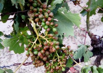 Il comparto vitivinicolo cirotano in ginocchio, le grandine dei scorsi giorni hanno danneggiato  irreparabilmente i grappoli