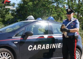 Mesoraca: Carabiniere soccorre un rapace ferito