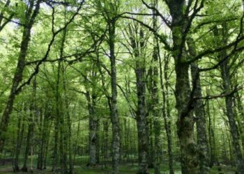 Psr: 14 milioni dalla Regione a Comuni e privati per la valorizzazione del patrimonio forestale