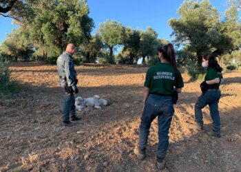 Rinvenuti 5 cani randagi morti per avvelenamento