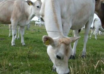 Agroalimentare: oltre 2 milioni di euro dalla Regione a sostegno agli allevatori calabresi