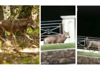 Cirò: ancora un altro vitello sbranato da un branco di lupi, scesi anche nel centro abitato di Cirò Marina
