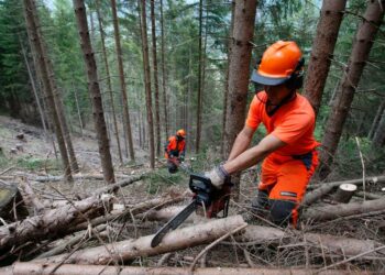 Le imprese boschive potranno allungare i tempi per il taglio ed esbosco. Questo l’esito dell’incontro con l’assessore Gallo e Coldiretti Calabria