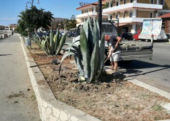 Ancora piante per le aiuole di Cirò Marina, Città Pulita inserisce numerose specie ornamentali grazie ai suoi volontari sempre in azione per il bene comune