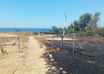 Appello per preservare l’ecosistema di Capocolonna  Dagli incendi boschivi