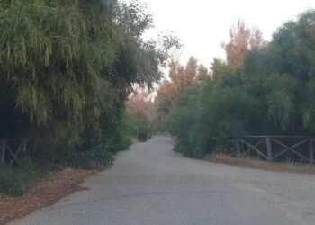 Cirò Marina: Alberi, arbusti e buche varie sulla strada che porta a Punta Alice, Video-segnalazione di un cittadino
