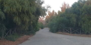 Cirò Marina: Alberi, arbusti e buche varie sulla strada che porta a Punta Alice, Video-segnalazione di un cittadino
