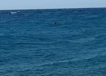 Cirò Marina: Avvistato uno squalo a Punta Alice a ridosso della riva