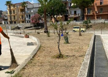 Cirò Marina: completata la pulizia e potature delle palme all’interno dell’area portuale