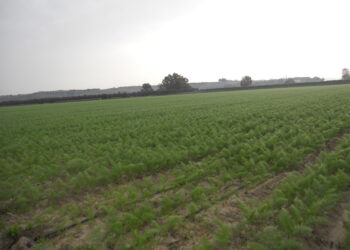 Coltura del finocchio, Confagricoltura: «Urgente incrementare i volumi idrici aggiuntivi»