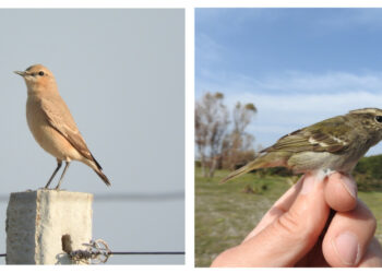 Due specie rare di uccelli a Punta Alice