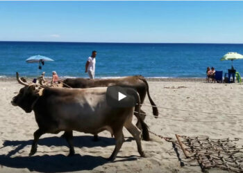 I buoi per pulire la spiaggia di Mandatoriccio