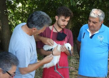 Inanellate 17 cicogne bianche nella Piana di Sibari e nella valle del Crati