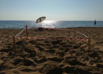 WWF: Quattro nuovi nidi di tartaruga marina sulla costa jonica calabrese e siciliana