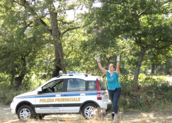 Ritrovano la libertà diversi rapaci e una lepre curati dal CRAS e liberati alla presenza della Polizia Provinciale