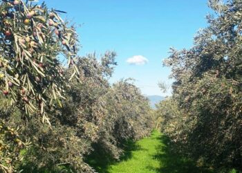 Coldiretti Calabria: in Calabria perdita secca di 400 milioni di euro tra filiera olivicola e indotto