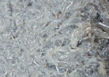 Bianchetto, Regione in campo per favorire la pesca sostenibile