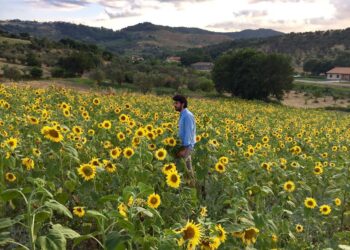 Torna la Festa dei girasoli al Mulinum: fiorisce la beneficenza a San Floro